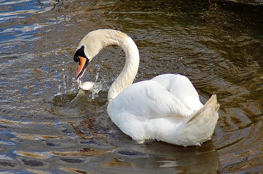 rambles with a camera Mute Swan fishing