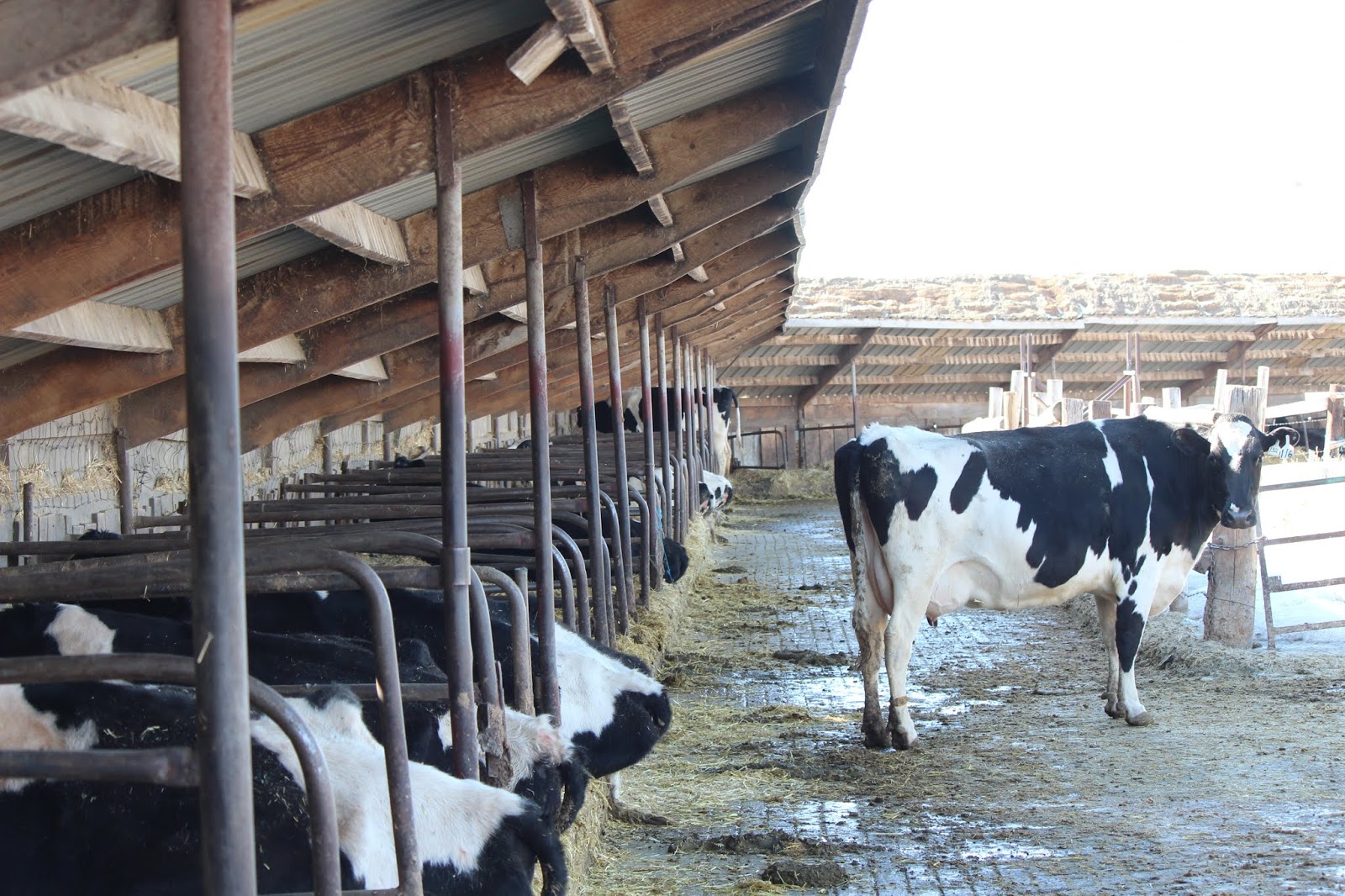 Here and There 2,000+miles+baby. Day 11. Reed's Dairy, Idaho Falls