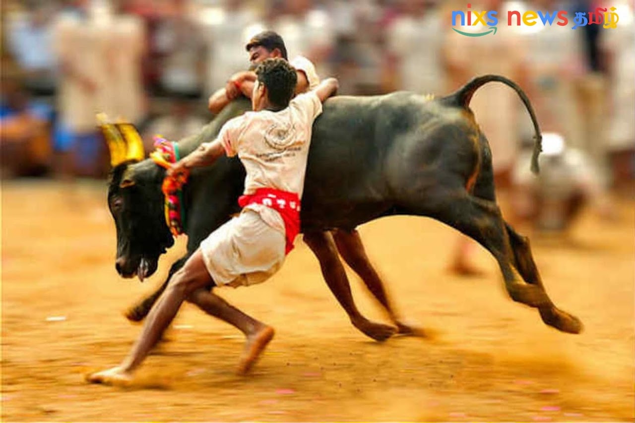 people preparing bulls for jallikattu
