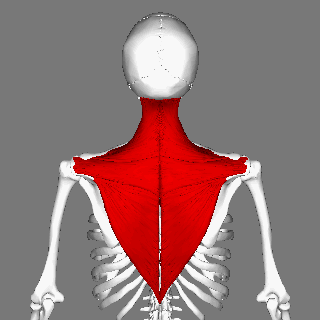 Muscles of the upper limb - Physioscare 6 trapezius-by www.learningwayeasy.com