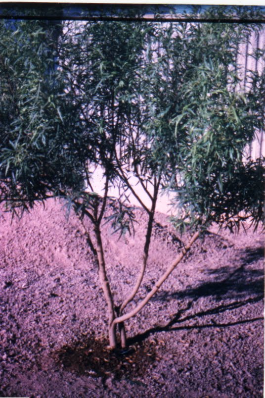 Xtremehorticulture of the Desert: How to Water Plants in the Desert