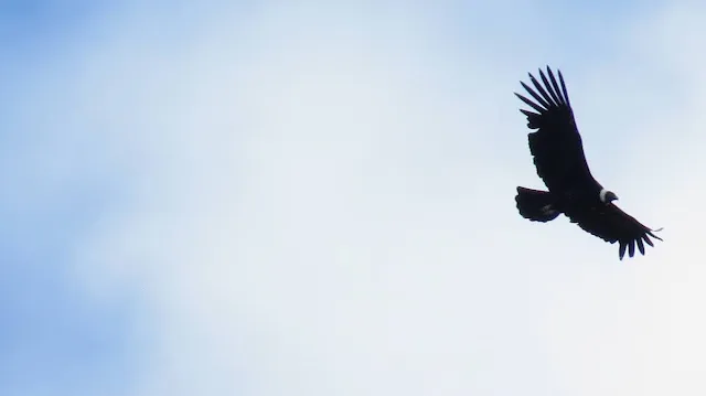 Patagonia Birds: Andean Condor in flight near Puerto Natales Chile