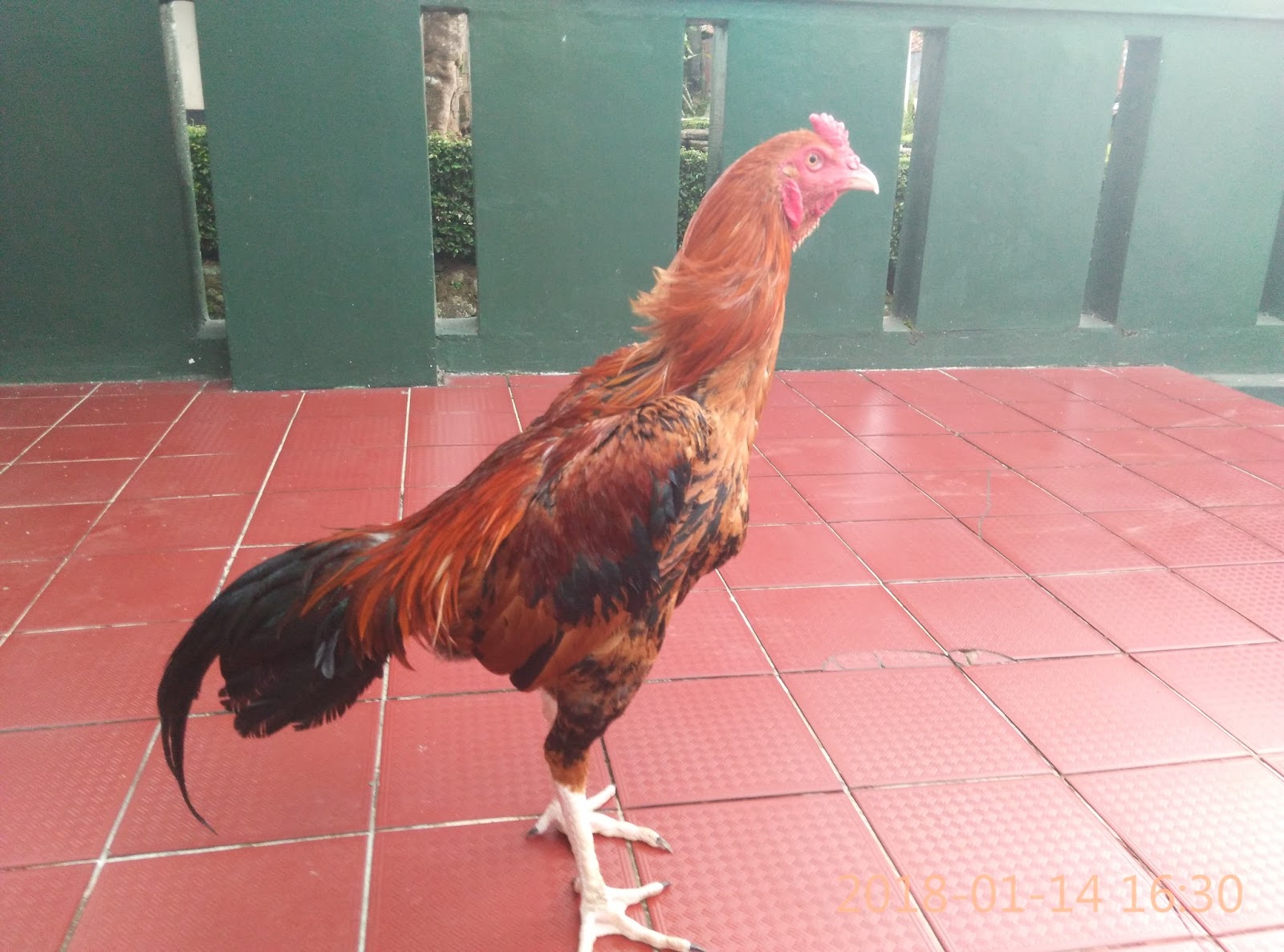 Download Gambar Ayam Birma Ori