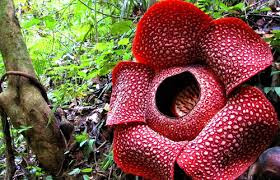 Fakta Jika Bunga Rafflesia  Bukan Rafles Penemu Pertamanya