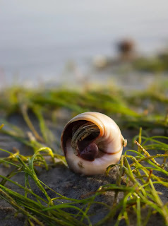 Snail mucin for skin