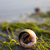 Everything You Need To Know About Snail Mucin For Skin