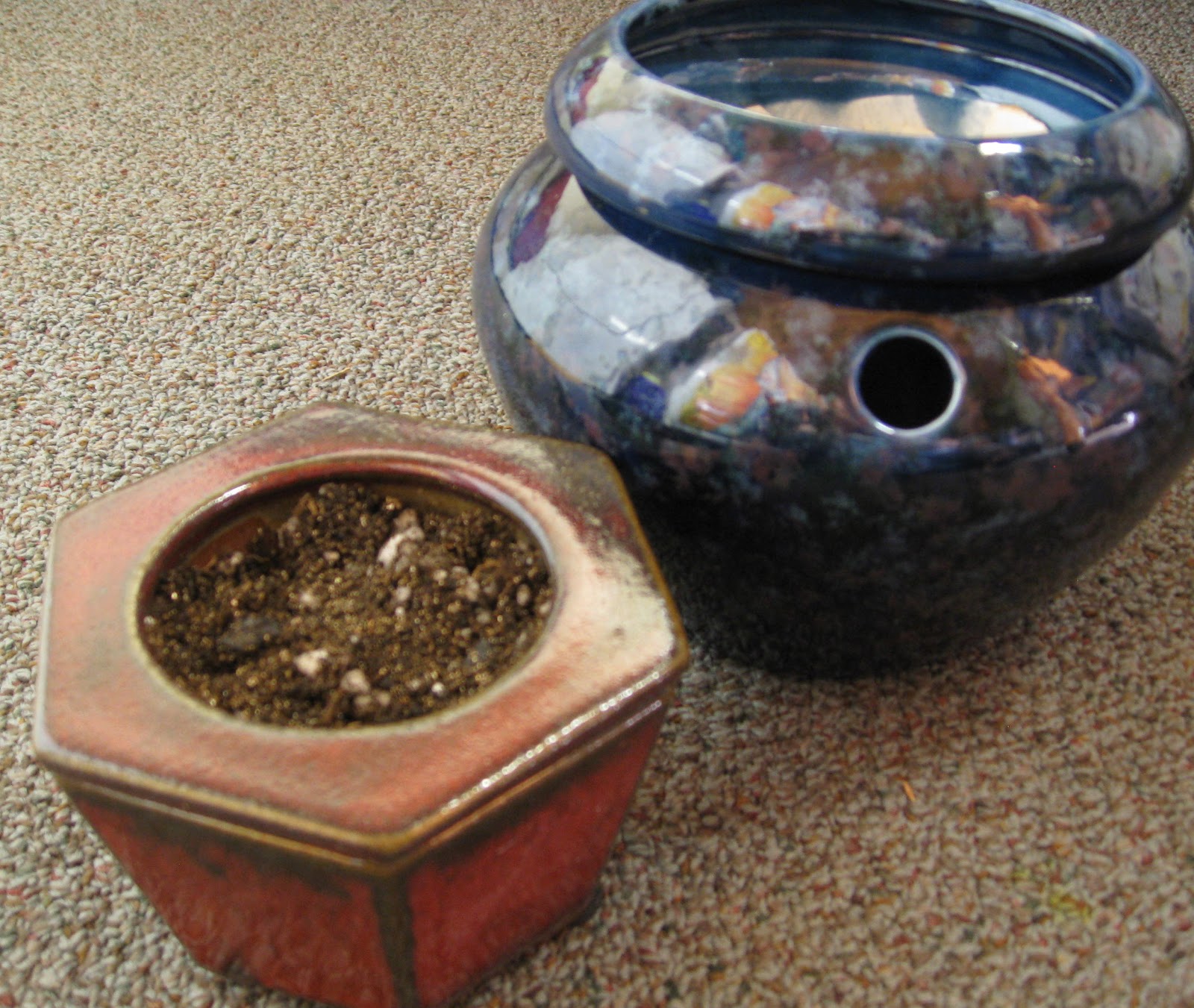 Thou Shalt (TRY VERY HARD) Not to Kill {African Violets}! Self