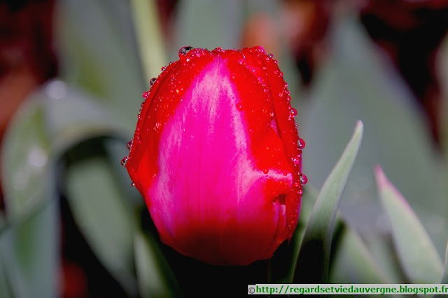 Fleurs de Tulipes