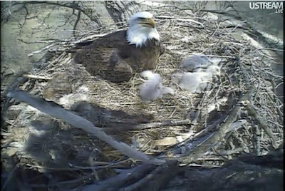 Decorah Eagles Webcam Screen Shots: Hot Afternoon At The Nest