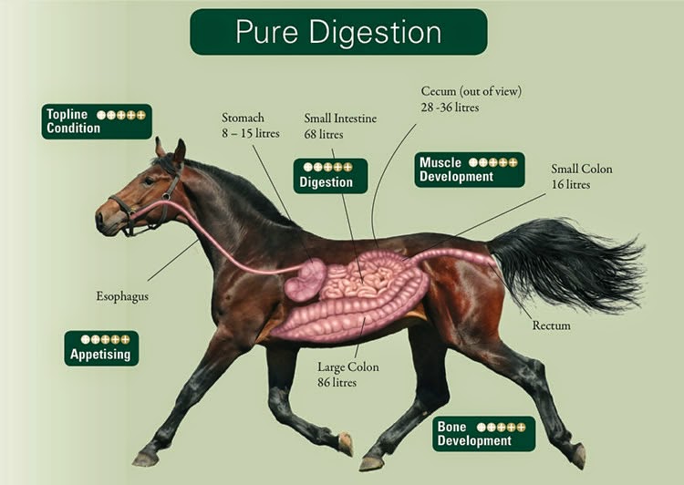 Risultati immagini per anatomia cavallo digerente
