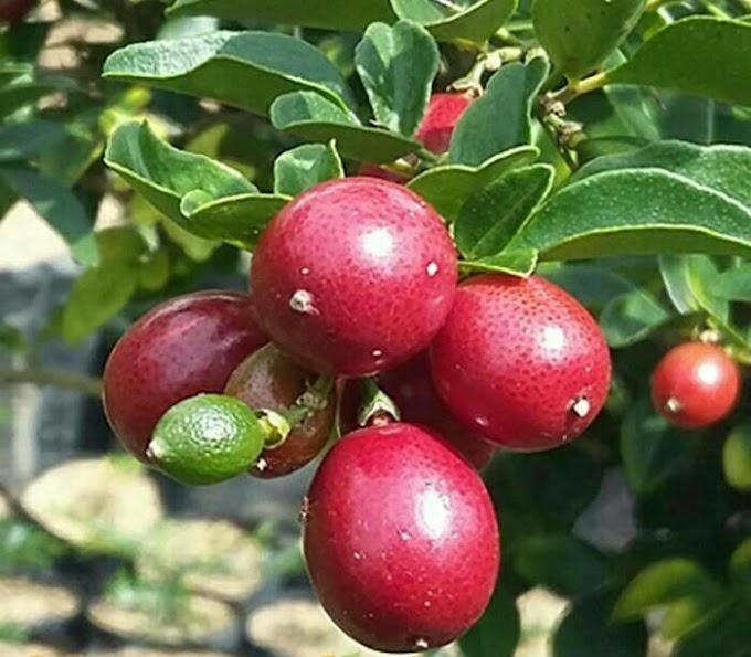 SELAIN UNTUK BONSAI  CANTIK BUAH JERUK KINGKIT BANYAK KHASIATNYA
