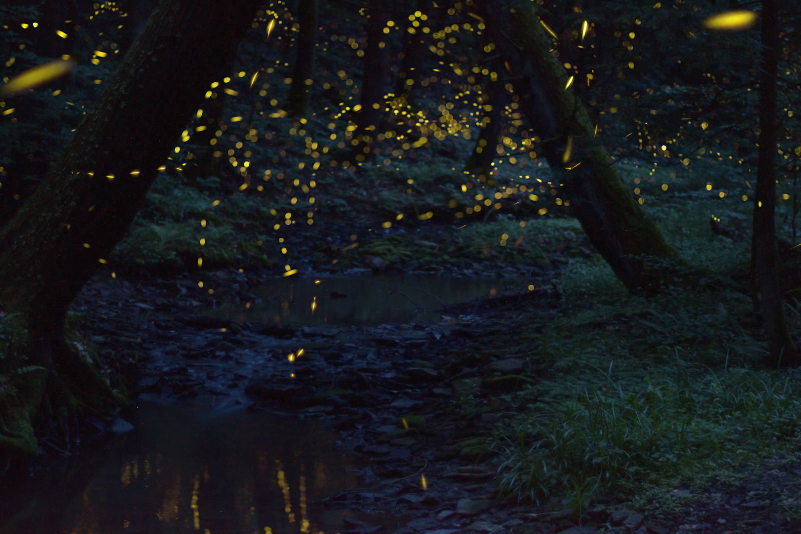 The 9th Annual PA Firefly Festival, June 2021
