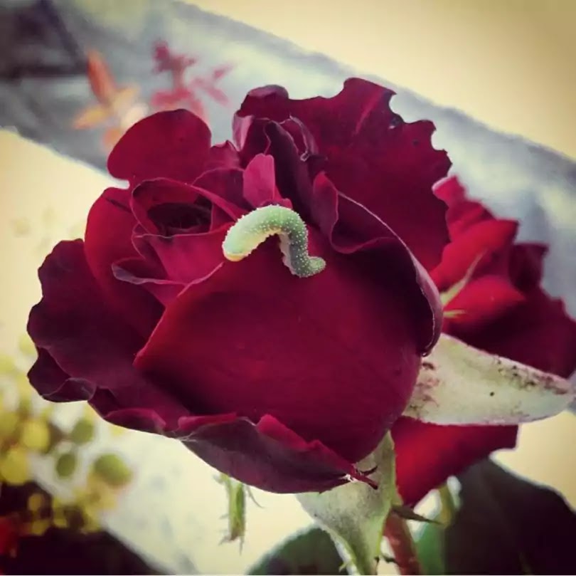 The Sick Rose Poem by William Blake Summary and Analysis