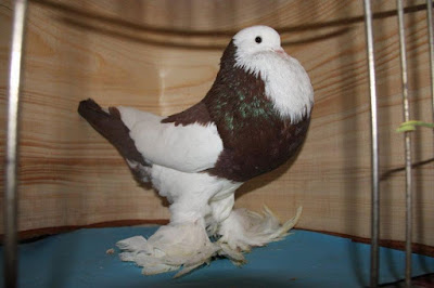 pigeons - ghent cropper