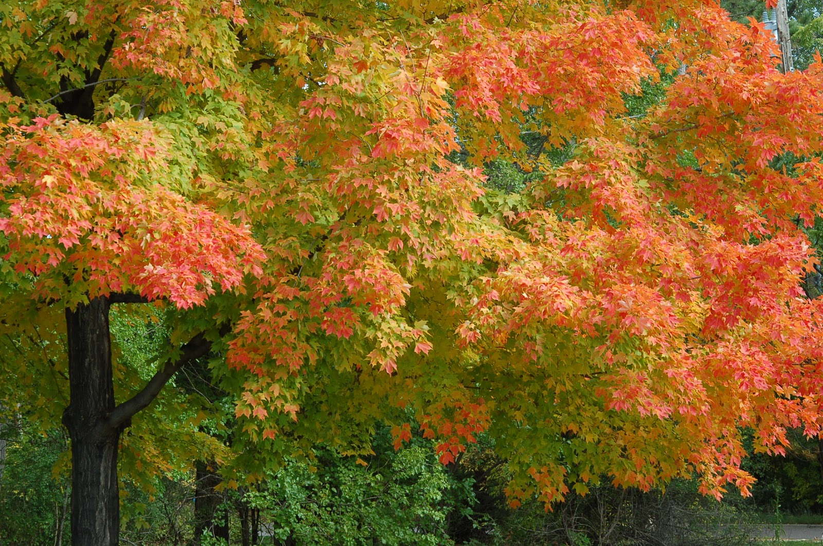 Expedition Earth The difference between deciduous and coniferous