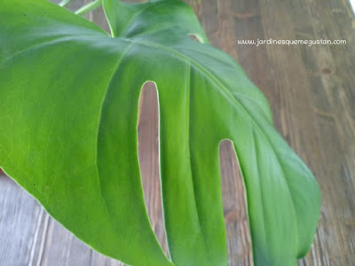 Hoja de monstera