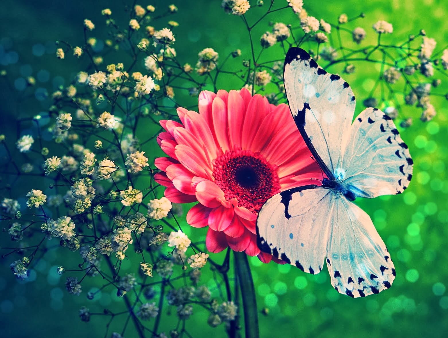 خلفيات فراشة 2014 خلفيات خلفيات اسلاميه خلفيات حلوه