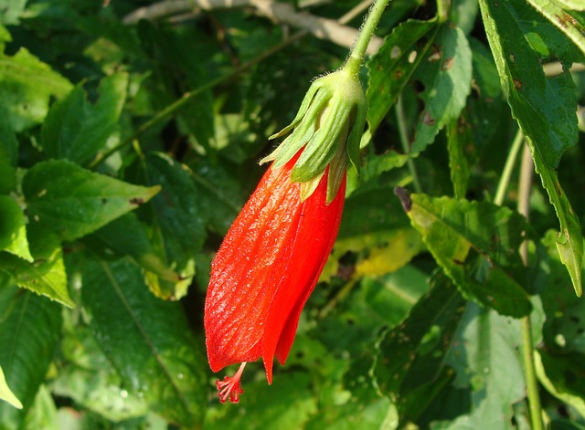 Malvisco-Malvaviscus-arboreus