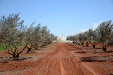 Pruning olive trees