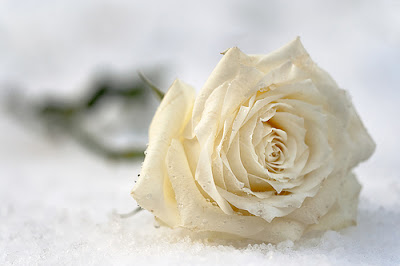 DALY BEAUTY » beauty guru and perfume whisperer » Floris Rose Geranium, Marilyn  Monroe's Other Perfume