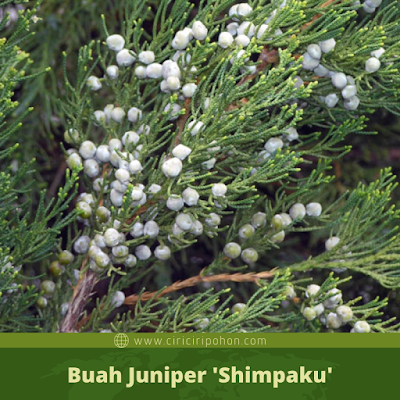 Ciri Ciri Buah Juniper 'Shimpaku'