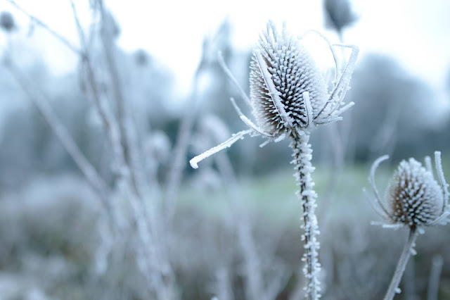 Surrey National golf course frost covered thistle
