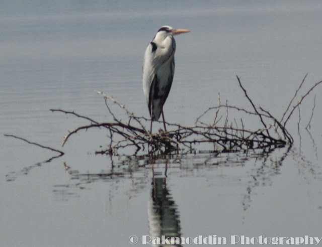 Migrated bird watching at Bhigwan kumbargaon - Simply amazing experience