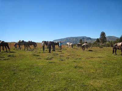 Horses from Estancia Huechachue