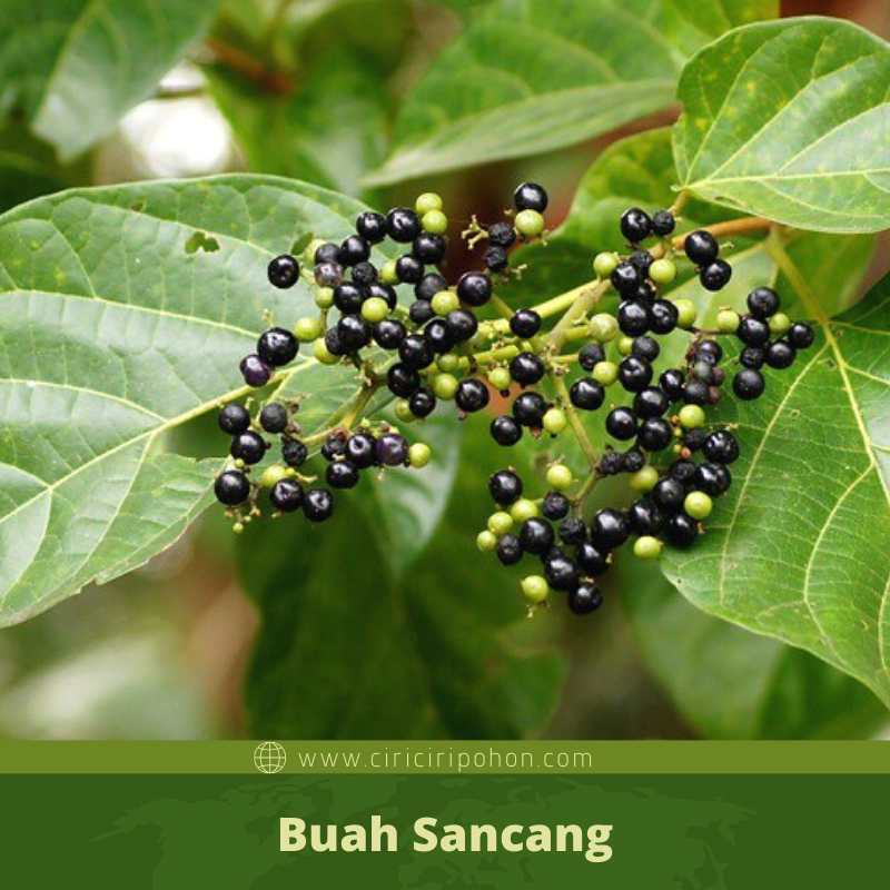 Ciri Ciri Pohon Sancang Premna Di Alam Liar Ciriciripohon Com