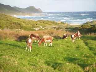 Bontebok