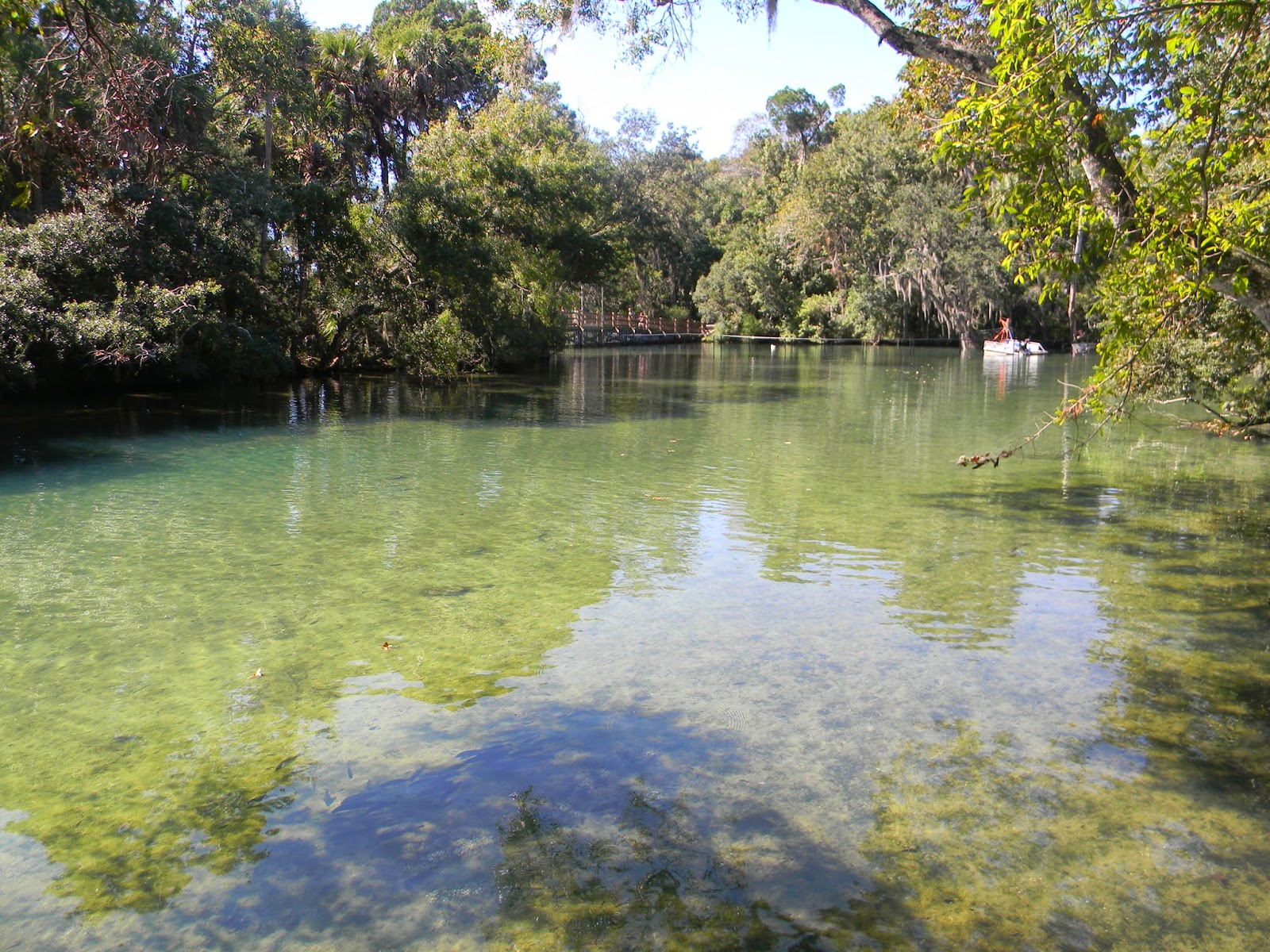 The "Unknown" Florida Homosassa Springs State Park Homosassa, Fl