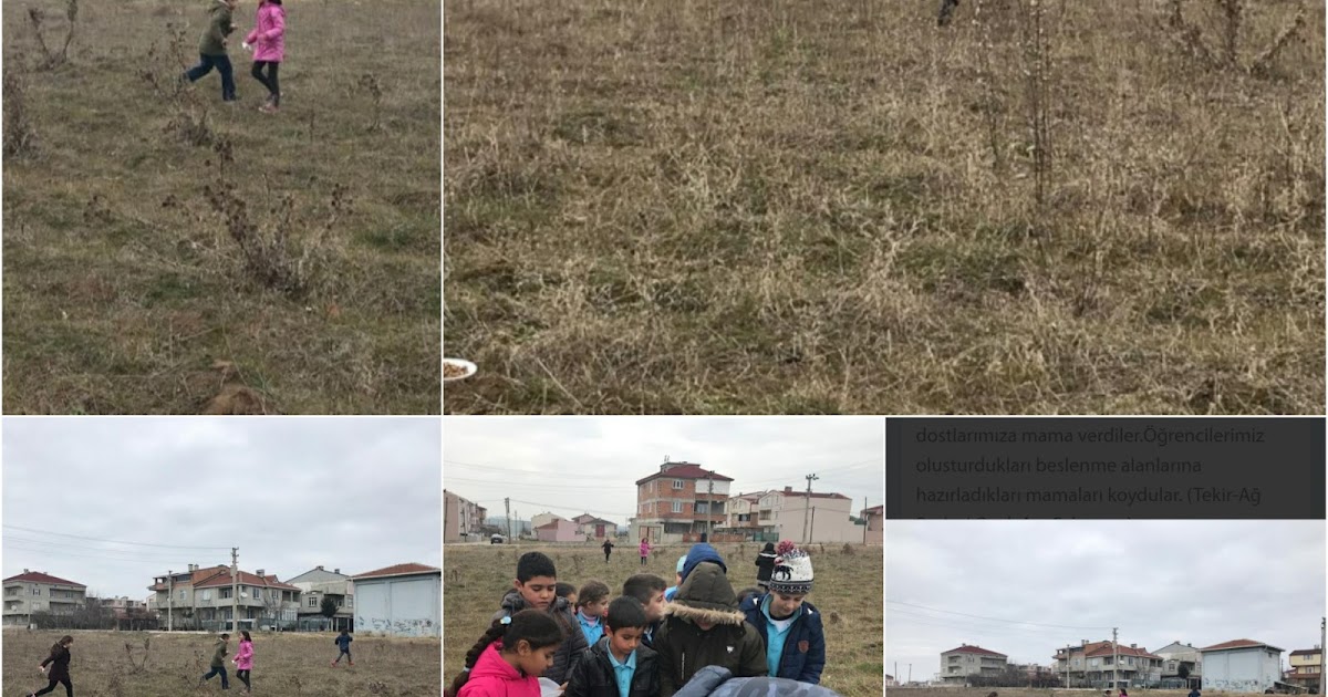 Stem eT Yenal DOĞAN