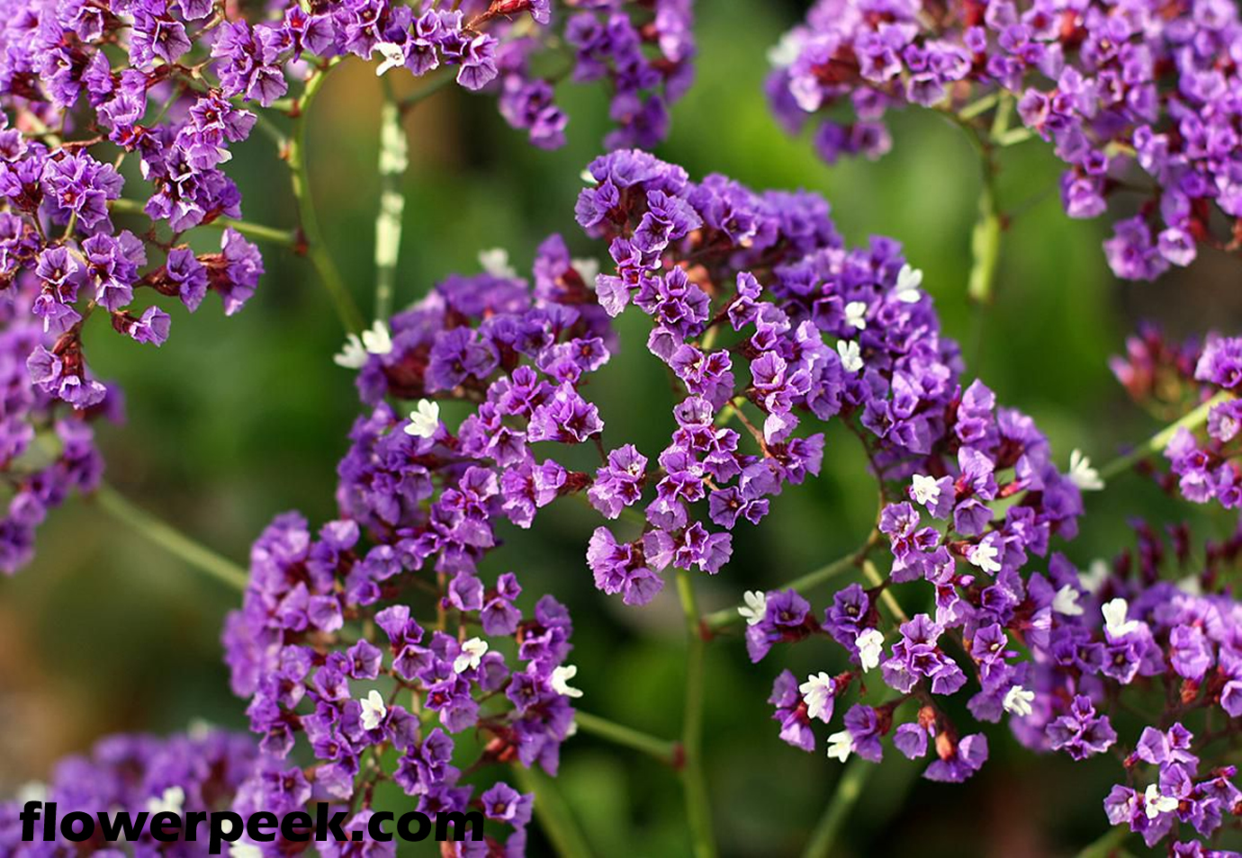 How to grow and care for Statice plant