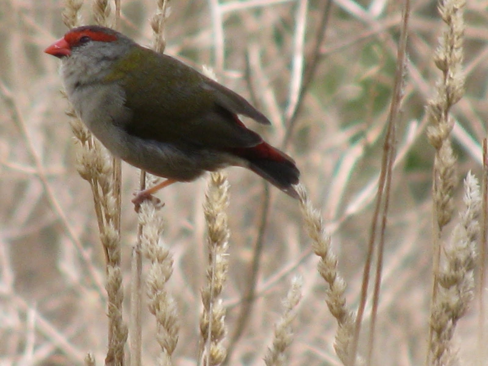 Barwon Blog: Barwon River Bird Photos - updated 21.2.15