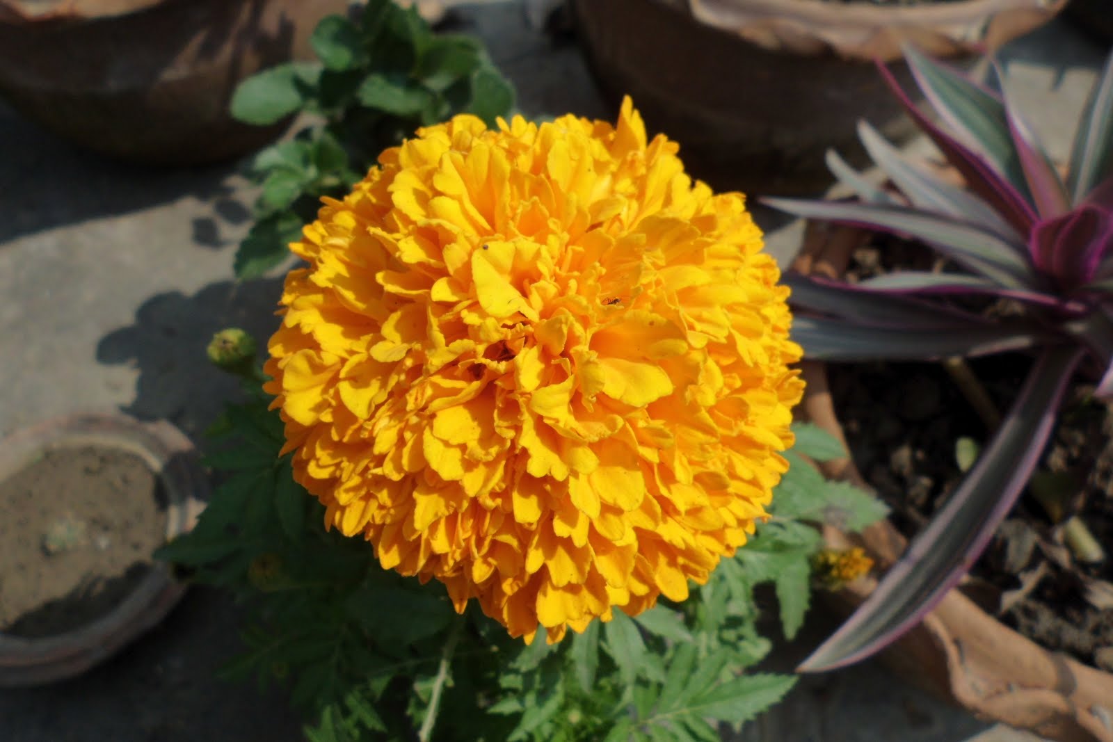 Nature Wallpaper of Bangladesh: Flower Wallpaper of Bangladesh