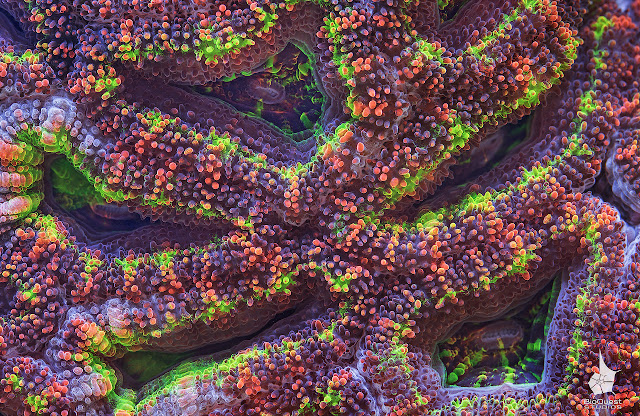 Макрофотографии кораллов Большого Барьерного рифа