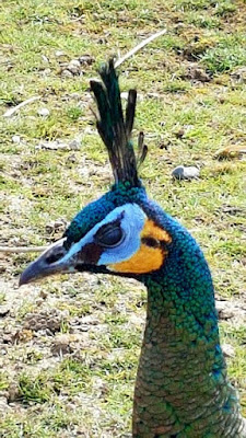 The Peacock Man