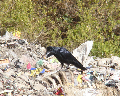 "Large-billed Crow, in the rubbish dump eyening a bone dry carsass."