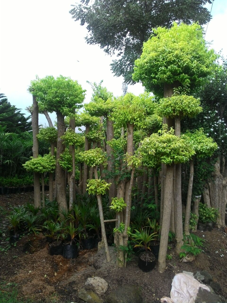 Bonsai Anting Putri Pohon Anting Putri Tukang Pohon
