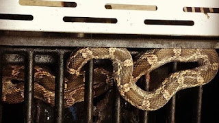http://www.myfoxaustin.com/story/29591177/texas-rat-snake-found-in-bbq-pit