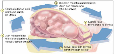 Mekanisme umpan balik positif pada partus