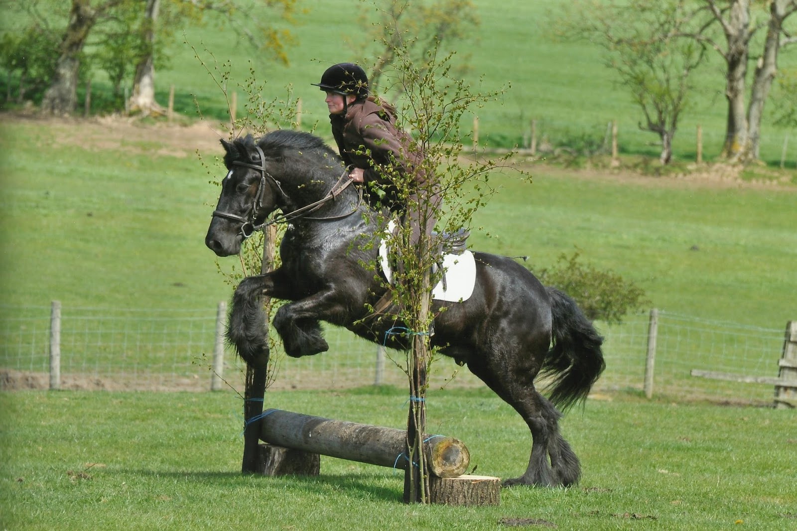Horse Life and Love Dales Ponies.