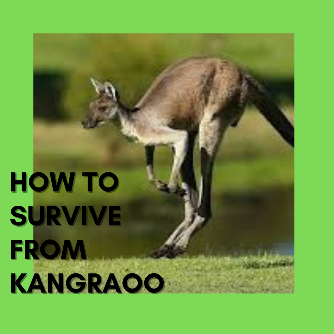 Tips to survive from wild animals attack?