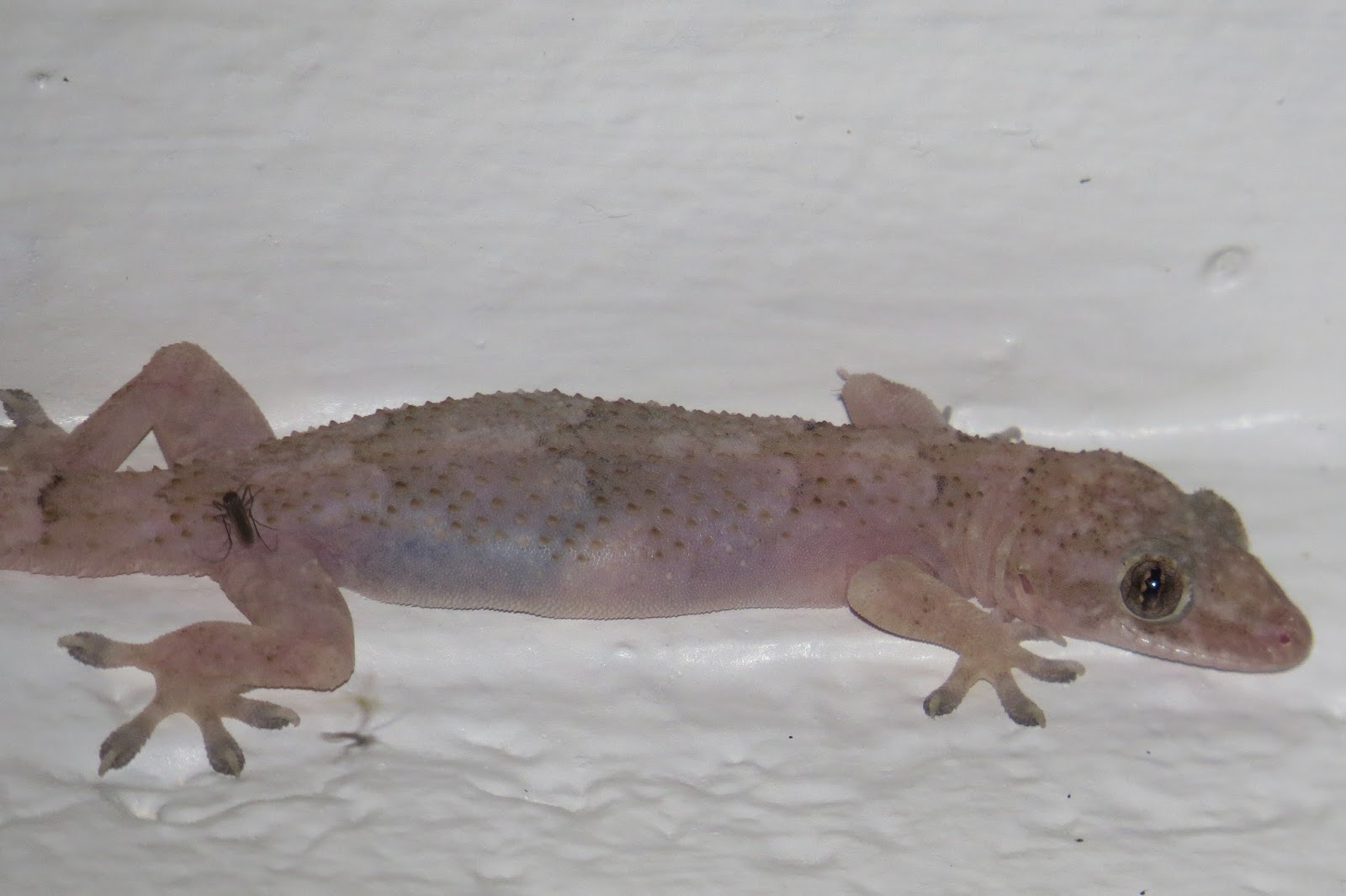 Natural Selections Slime and Scales the Herpetofauna of Florida