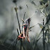Locusts destruction to the world agriculture economy.