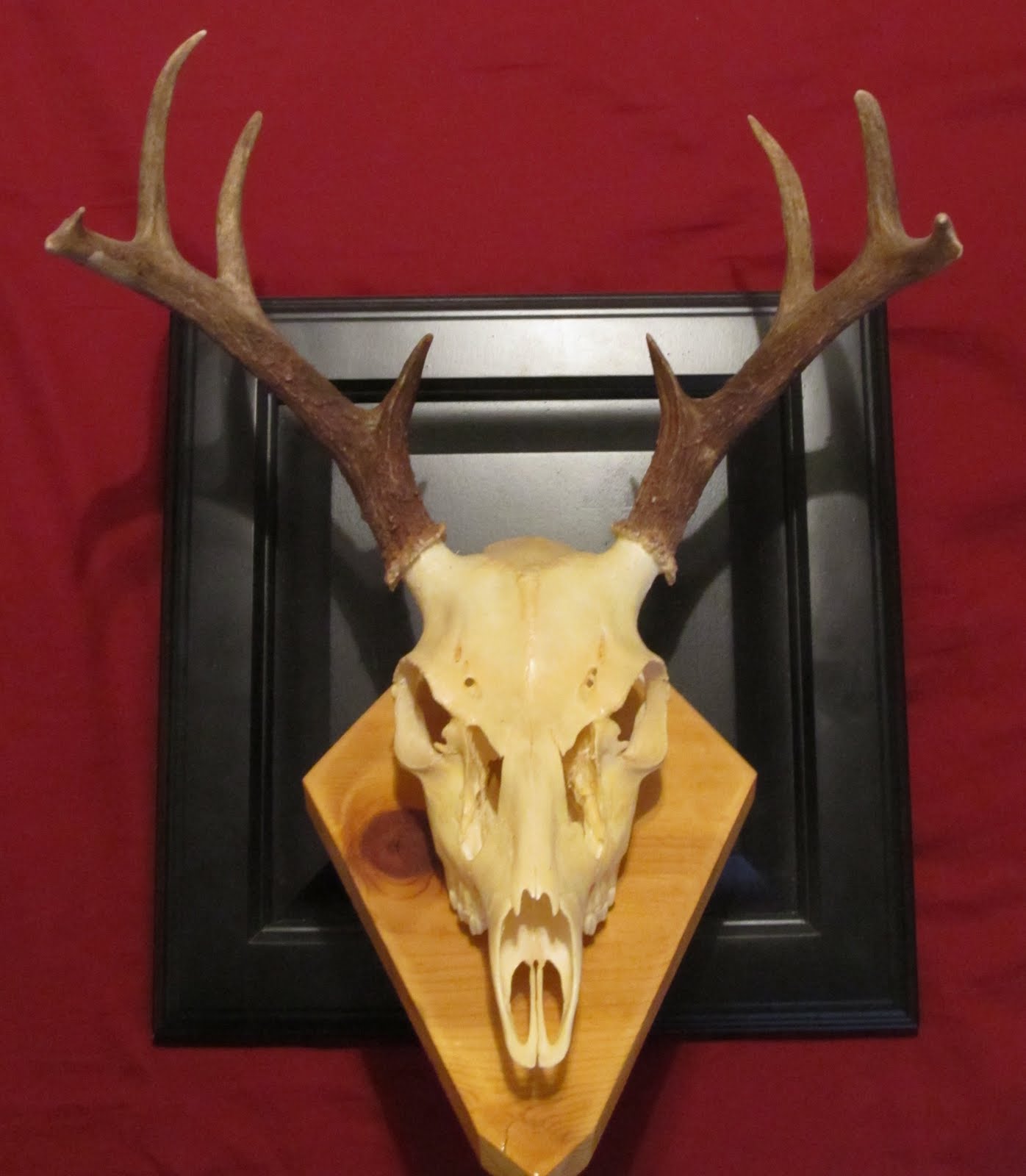 Badlands Custom Taxidermy / Desert Country Archery European Mounts