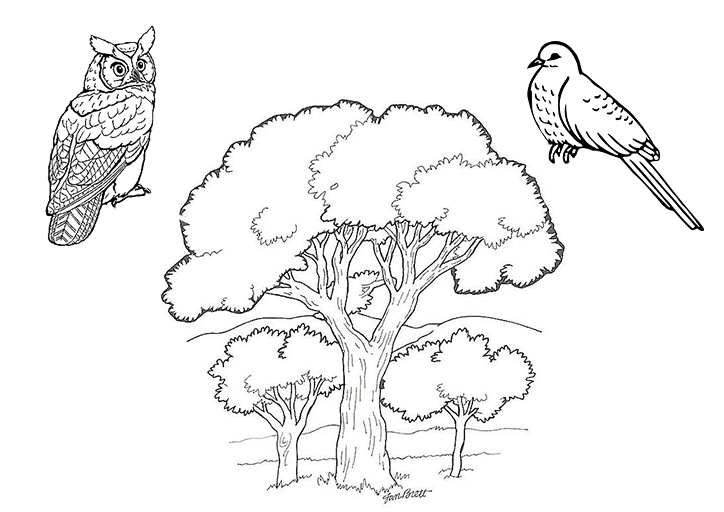 Comptine : Coucou Hibou (Dans la forêt lointaine) - Comptines et Belles