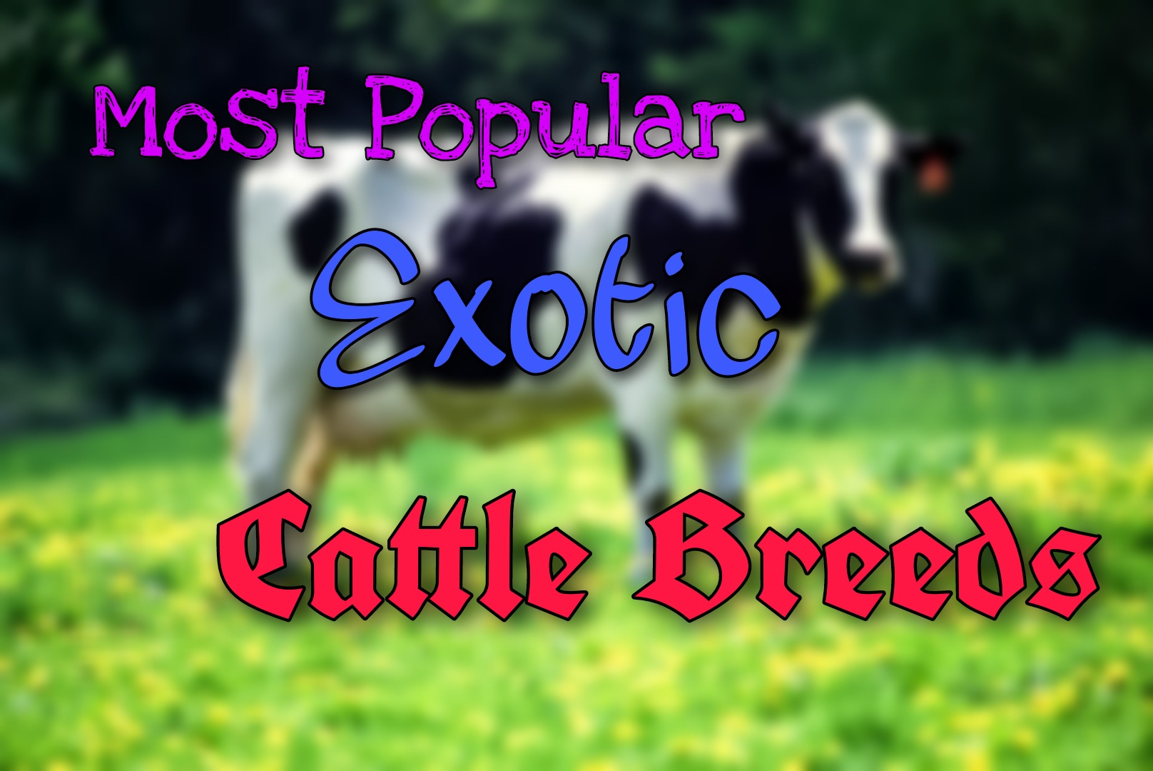 Most Popular Exotic Cattle Breeds.
