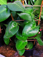 Hoya calicina 'Stargazer'