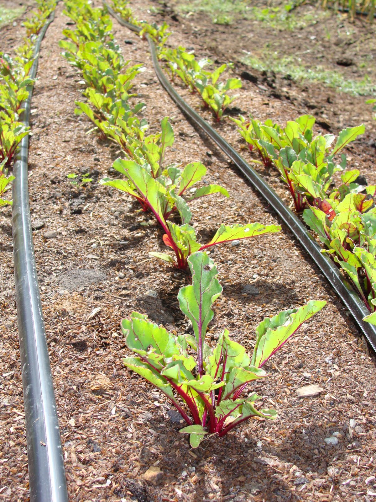 beet seedlings moore ok beet seedlings moore ok